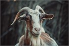 Витамины для сельскохозяйственных животных - коз, овец и КРС: зачем нужны и какие бывают?